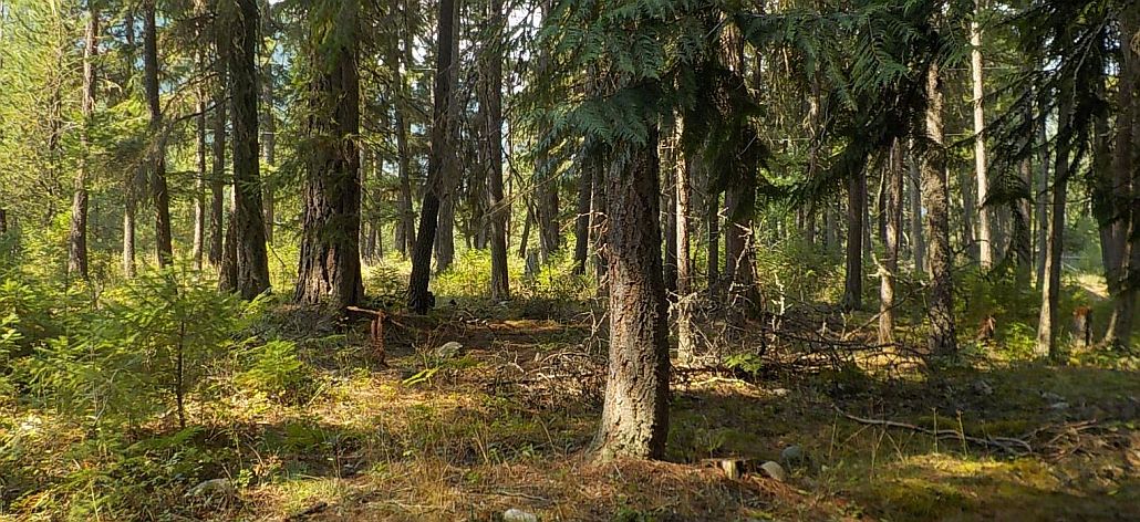 Valhalla Pines Campground | Slocan Valley, British Columbia