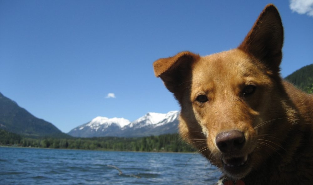 Dog Training, North Slocan Valley