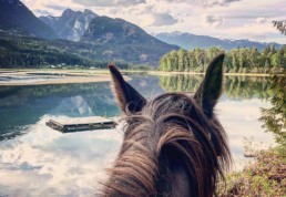 Neck of a horse with mountain lake scenery