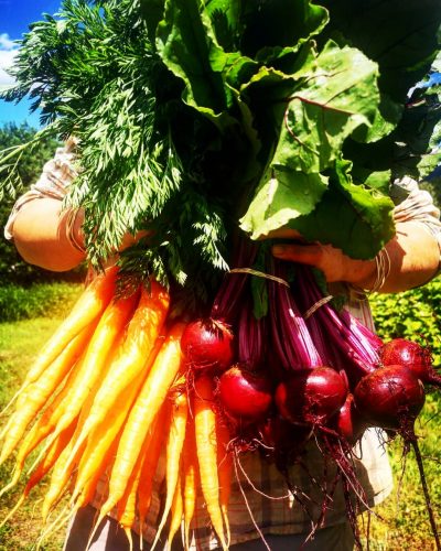 farmer holds bunch of beetroot and carrots